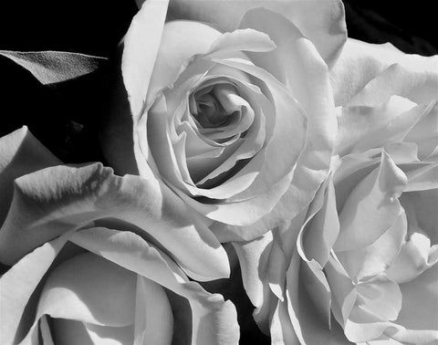 LEssence de la Rose BW IV White Modern Wood Framed Art Print with Double Matting by Burkhart, Monika