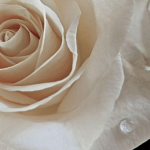 Rose Droplets White Modern Wood Framed Art Print by Burkhart, Monika