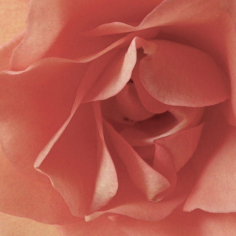 Coral Rose Close-Up I Black Ornate Wood Framed Art Print with Double Matting by Burkhart, Monika