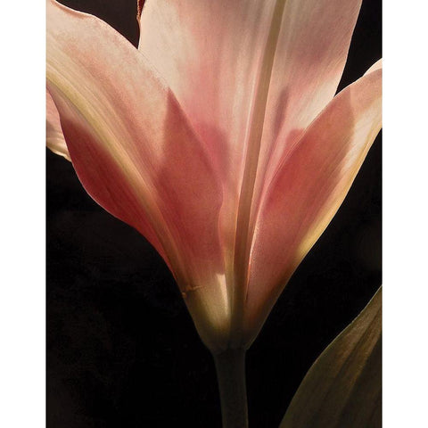 Blooming Peach Floral Black Modern Wood Framed Art Print with Double Matting by Burkhart, Monika