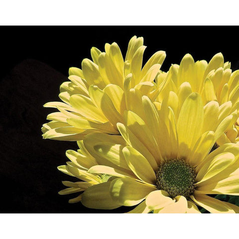 Yellow Daisy II Gold Ornate Wood Framed Art Print with Double Matting by Burkhart, Monika