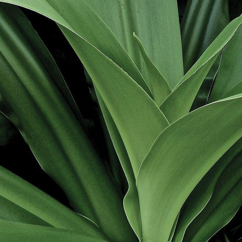Nature Up-Close II Black Modern Wood Framed Art Print with Double Matting by Burkhart, Monika