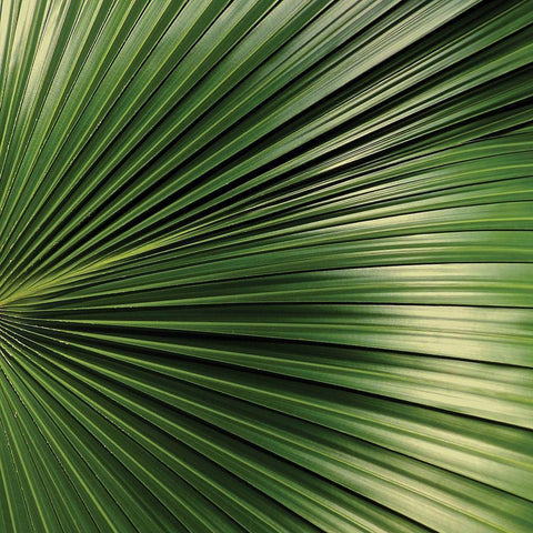 Nature Up-Close IV White Modern Wood Framed Art Print by Burkhart, Monika