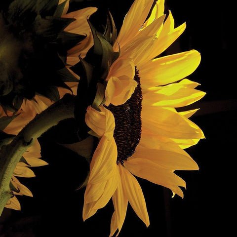 Sunlit Sunflowers VIII Black Modern Wood Framed Art Print by Burkhart, Monika