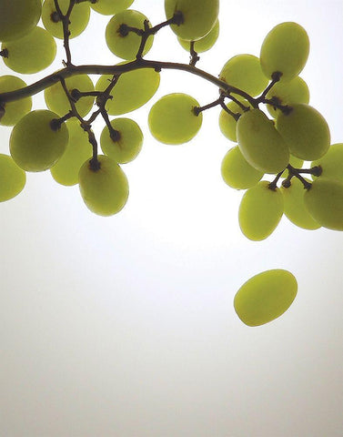 Grape Bunch I White Modern Wood Framed Art Print with Double Matting by Burkhart, Monika