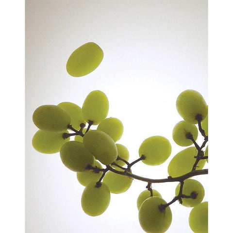 Grape Bunch II Black Modern Wood Framed Art Print with Double Matting by Burkhart, Monika