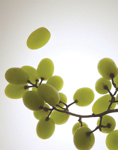 Grape Bunch II White Modern Wood Framed Art Print with Double Matting by Burkhart, Monika