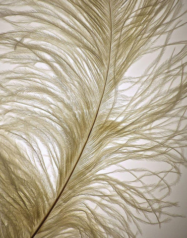 Feather Close-Up I Black Ornate Wood Framed Art Print with Double Matting by Burkhart, Monika