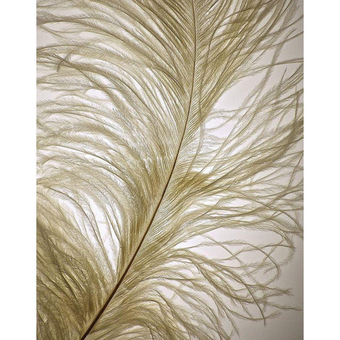 Feather Close-Up I Black Modern Wood Framed Art Print by Burkhart, Monika