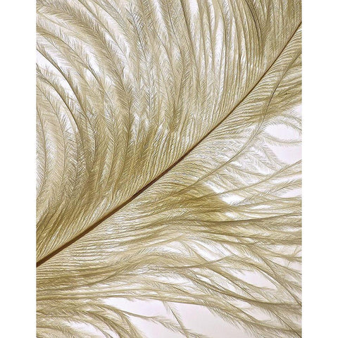 Feather Close-Up II White Modern Wood Framed Art Print by Burkhart, Monika