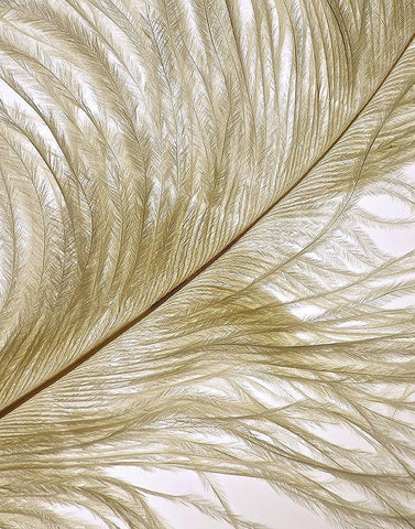 Feather Close-Up II White Modern Wood Framed Art Print with Double Matting by Burkhart, Monika