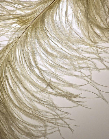 Feather Close-Up III White Modern Wood Framed Art Print with Double Matting by Burkhart, Monika