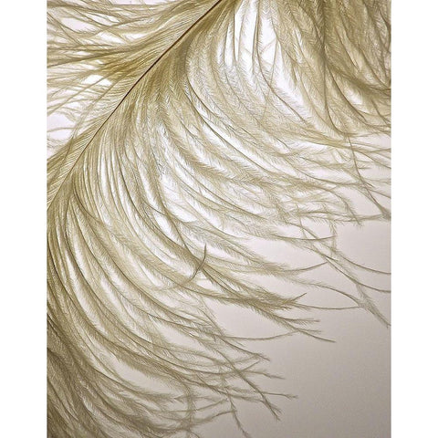 Feather Close-Up III Black Modern Wood Framed Art Print by Burkhart, Monika