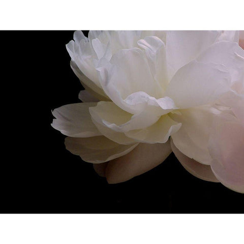 White Peony I Black Modern Wood Framed Art Print with Double Matting by Burkhart, Monika