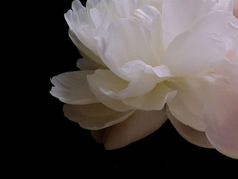 White Peony I White Modern Wood Framed Art Print with Double Matting by Burkhart, Monika