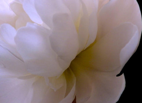 White Peony II White Modern Wood Framed Art Print with Double Matting by Burkhart, Monika
