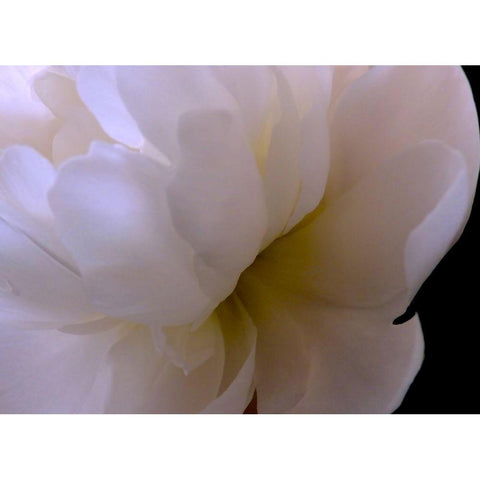 White Peony II Black Modern Wood Framed Art Print by Burkhart, Monika
