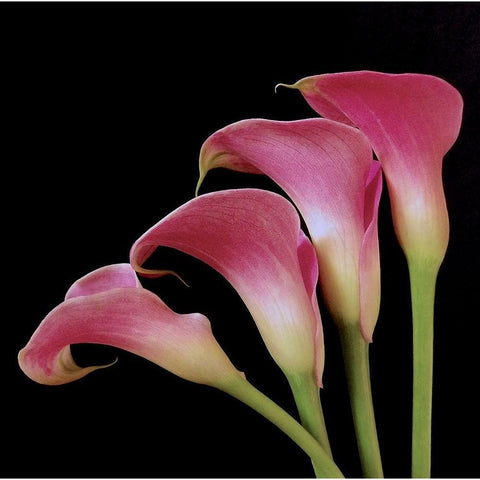 Pink Calla Lilies I White Modern Wood Framed Art Print by Burkhart, Monika