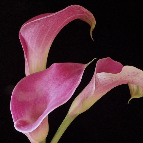 Pink Calla Lilies II White Modern Wood Framed Art Print by Burkhart, Monika