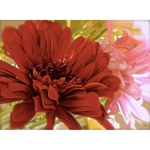 Gerbera Daisies White Modern Wood Framed Art Print by Burkhart, Monika