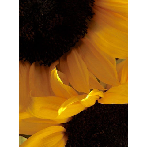 Sunflowers IX Black Modern Wood Framed Art Print with Double Matting by Burkhart, Monika