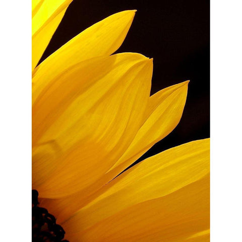 Sunflowers X White Modern Wood Framed Art Print by Burkhart, Monika