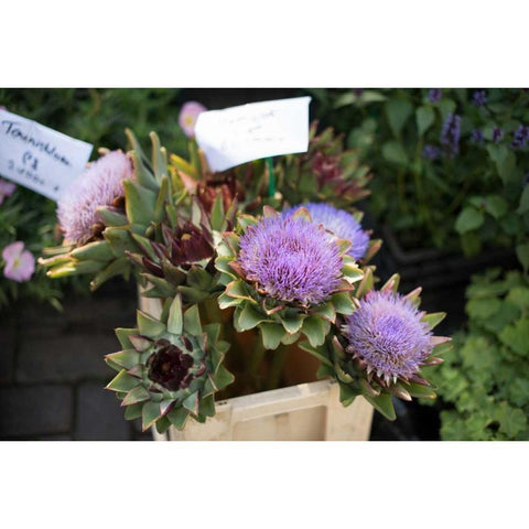 Farmers Market I White Modern Wood Framed Art Print by Berzel, Erin