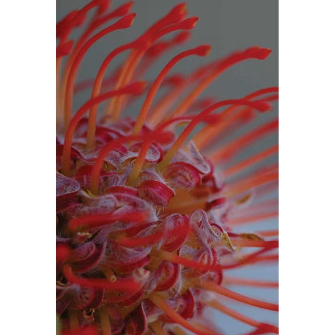 Summer Bloom XIII Black Modern Wood Framed Art Print by Berzel, Erin