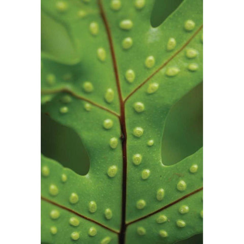 Spotted Leaf I White Modern Wood Framed Art Print by Berzel, Erin