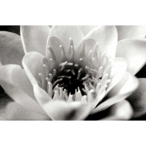 Classic Lotus White Modern Wood Framed Art Print by Berzel, Erin