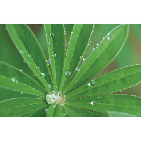 Morning Dew I White Modern Wood Framed Art Print by Berzel, Erin