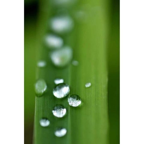 Morning Dew III Black Modern Wood Framed Art Print with Double Matting by Berzel, Erin