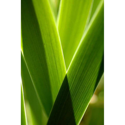 Leaves and Light II White Modern Wood Framed Art Print by Berzel, Erin