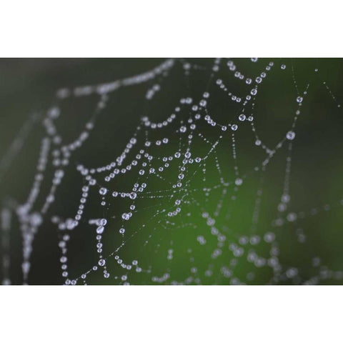 Dewy Web I White Modern Wood Framed Art Print by Berzel, Erin