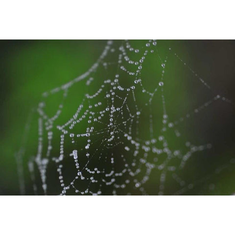 Dewy Web II White Modern Wood Framed Art Print by Berzel, Erin