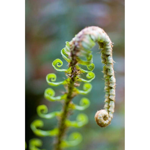 Spring Growth II Black Modern Wood Framed Art Print by Berzel, Erin