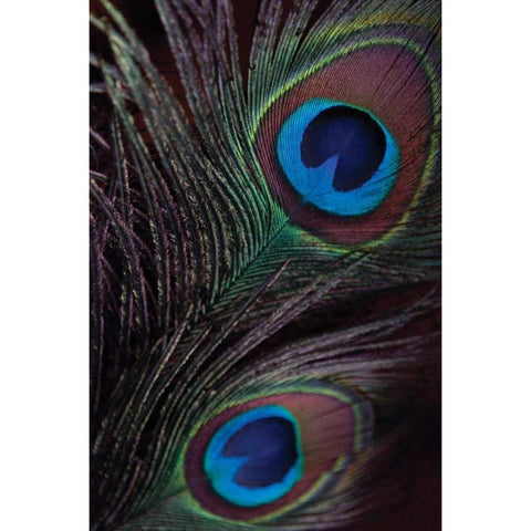 Peacock Feathers I White Modern Wood Framed Art Print by Berzel, Erin