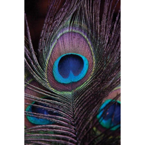 Peacock Feathers II Black Modern Wood Framed Art Print with Double Matting by Berzel, Erin