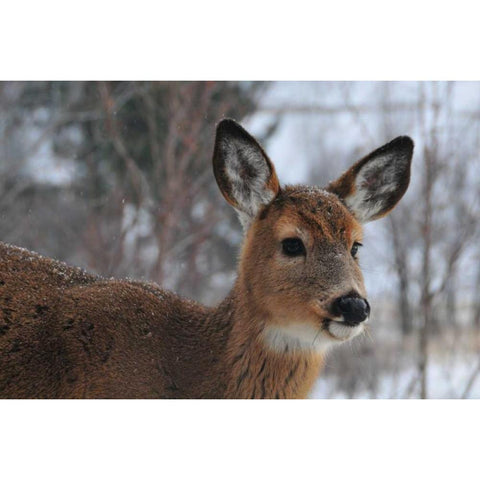 Winter Doe II Gold Ornate Wood Framed Art Print with Double Matting by Berzel, Erin