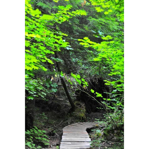 Afternoon Hike II White Modern Wood Framed Art Print by Berzel, Erin