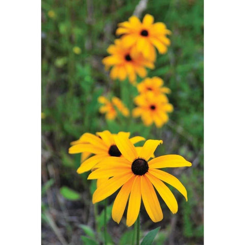 Daisy Trail Black Modern Wood Framed Art Print with Double Matting by Berzel, Erin