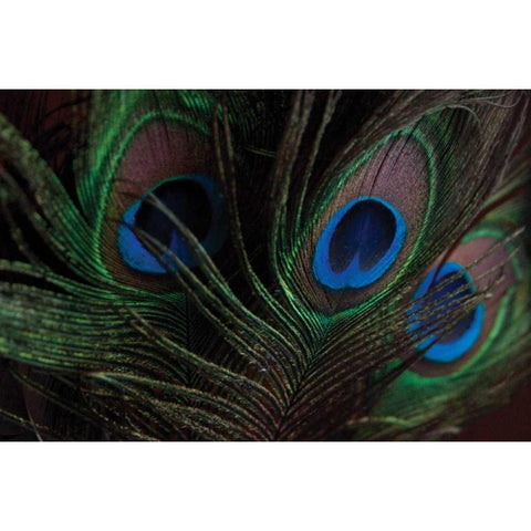 Peacock Feathers I White Modern Wood Framed Art Print by Berzel, Erin