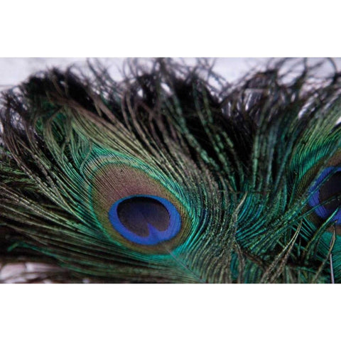 Peacock Feathers II Black Modern Wood Framed Art Print with Double Matting by Berzel, Erin