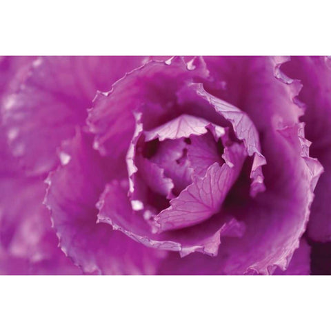 Purple Cabbage Black Modern Wood Framed Art Print by Berzel, Erin