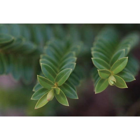 Green Leaves I Black Modern Wood Framed Art Print by Berzel, Erin