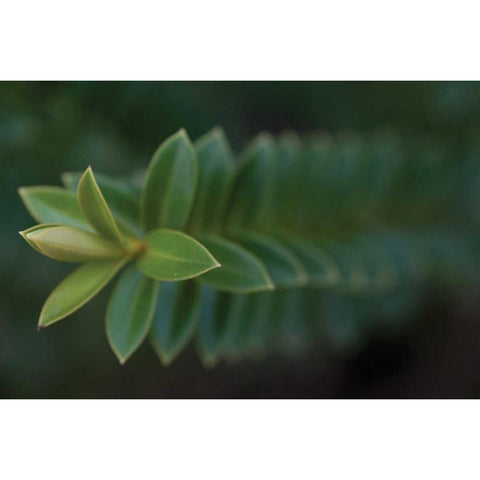 Green Leaves II Black Modern Wood Framed Art Print by Berzel, Erin