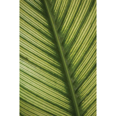 Leaf Detail I White Modern Wood Framed Art Print by Berzel, Erin