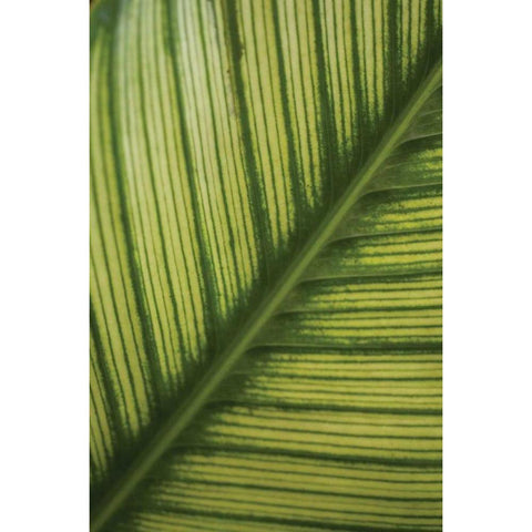 Leaf Detail II Black Modern Wood Framed Art Print with Double Matting by Berzel, Erin