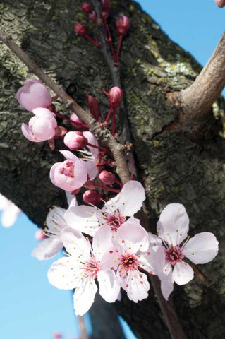 Cherry Blossom I White Modern Wood Framed Art Print with Double Matting by Berzel, Erin