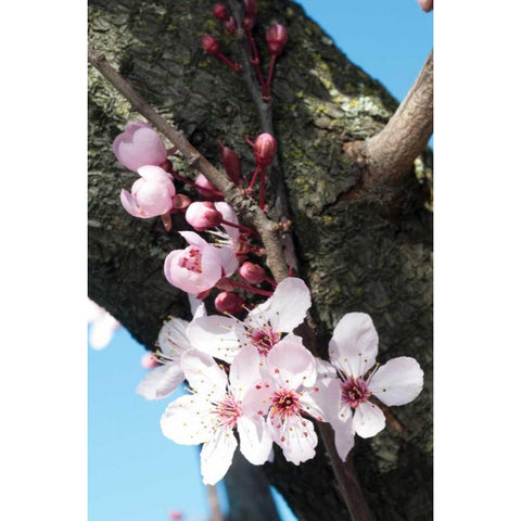 Cherry Blossom I Black Modern Wood Framed Art Print with Double Matting by Berzel, Erin